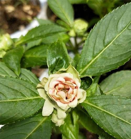 探秘凤仙花的繁殖之路（从种子到繁殖，如何让凤仙花茁壮成长）