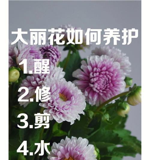 如何种植和养护大丽花（打造美丽花园的秘密武器）