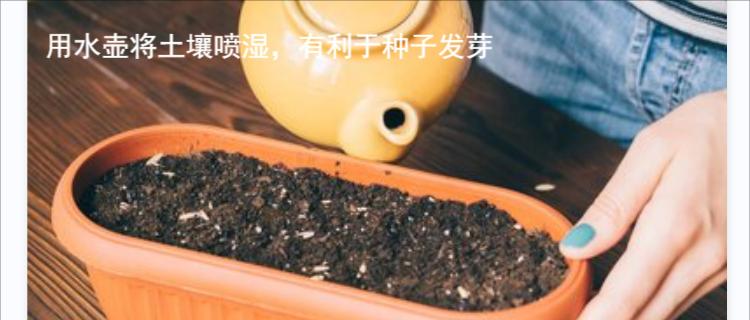 满天星种子的种植方法（如何种植健康茂盛的满天星？）
