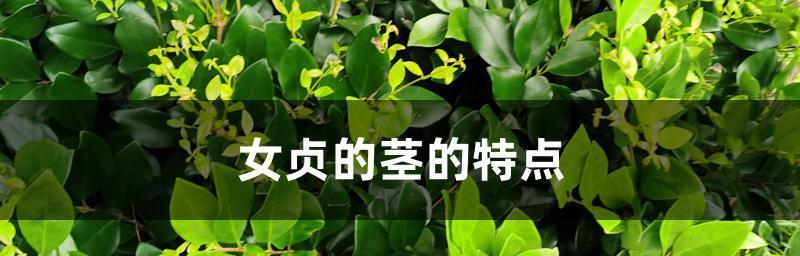 探寻女贞茎的独特之处（揭秘女贞茎的形态特征和用途）