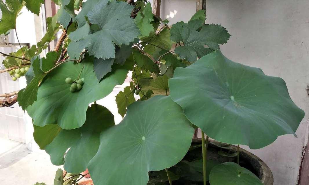 如何种植盆栽睡莲（打造自家水景，盆栽睡莲种植实用技巧）