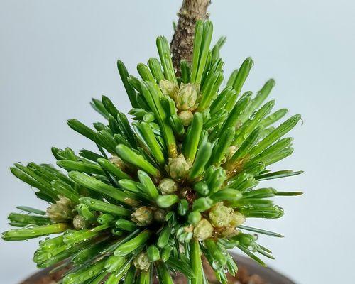 如何挽救五针松叶子发黄的情况？（掌握这些方法，让您的五针松重新恢复翠绿色）