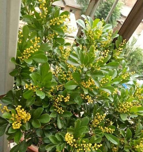 喜阳花卉大全，阳光下的色彩盛宴（适合室外种植的8种喜阳花卉推荐）