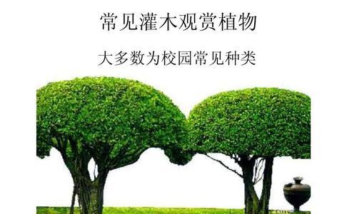 探究常见灌木的品种和特点（了解灌木的生长环境和应用价值）
