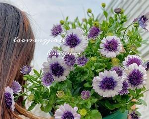 蓝目菊室内种植指南（光照、温度、水分和养护等要点详解）