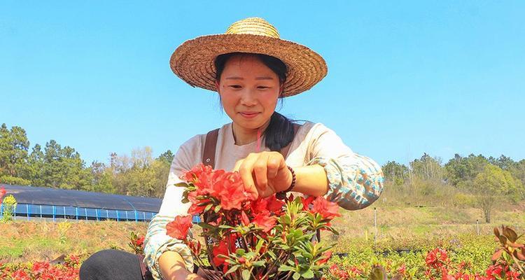 杜鹃花种植全指南（从选地到养护，让你轻松打造杜鹃花花园）
