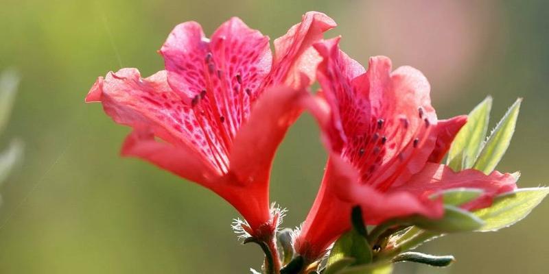 杜鹃花种植全指南（从选地到养护，让你轻松打造杜鹃花花园）