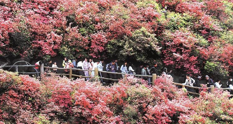 杜鹃花种植全指南（从选地到养护，让你轻松打造杜鹃花花园）