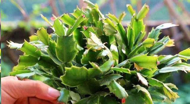 科学管理蟹爪兰开花前后（打造完美花期，提高观赏价值）