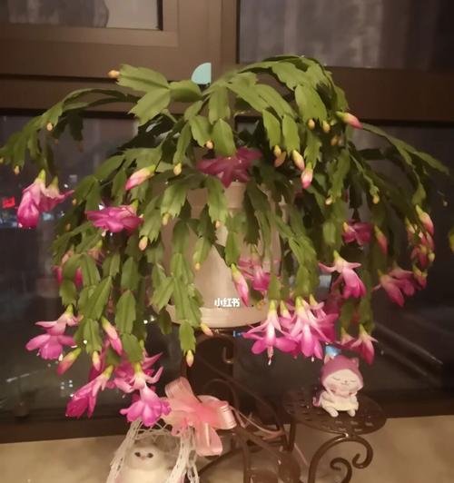 科学管理蟹爪兰开花前后（打造完美花期，提高观赏价值）