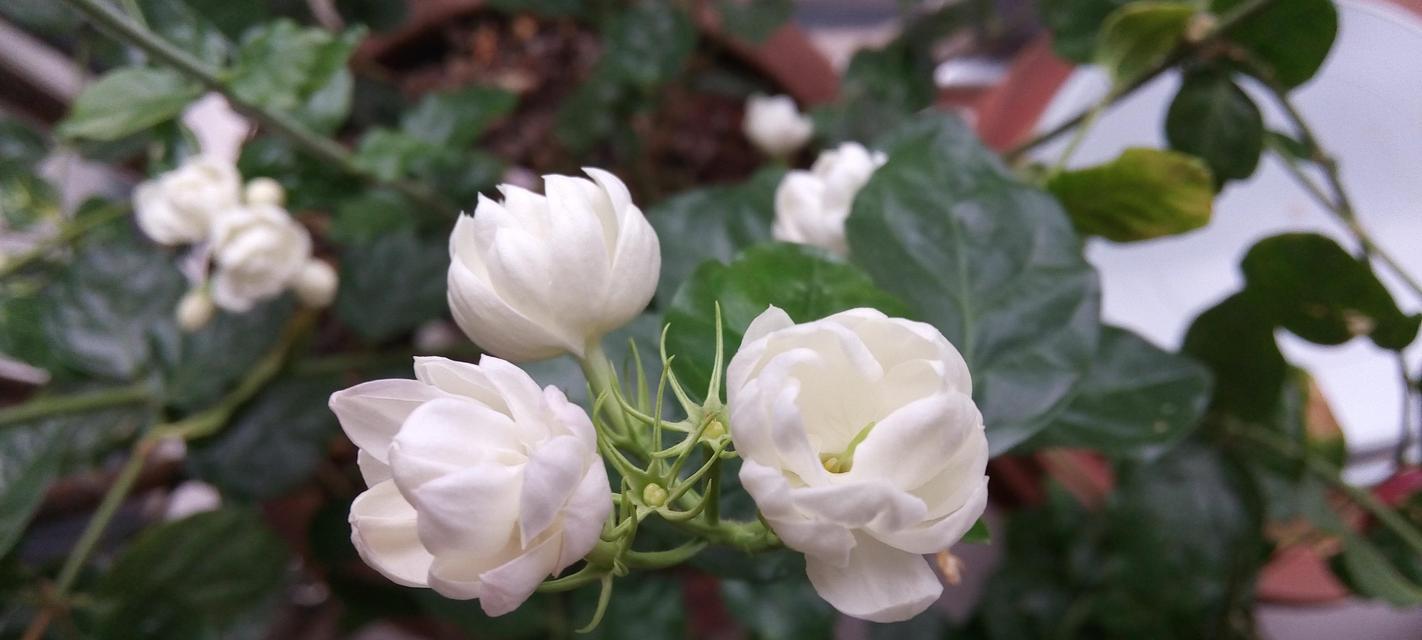 为什么家里不能种茉莉？（探究茉莉种植的限制与风险）