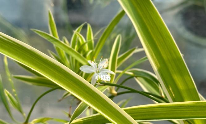 盘点开花吊兰的品种（探秘多彩缤纷的开花吊兰世界）