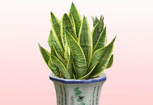 虎皮兰——多肉植物的代表品种（结识多肉植物中的瑰宝；虎皮兰的特点、用途和种植技巧）