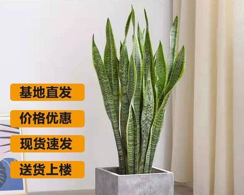虎皮兰——多肉植物的代表品种（结识多肉植物中的瑰宝；虎皮兰的特点、用途和种植技巧）