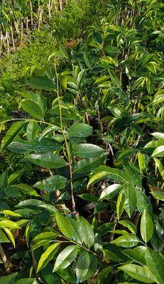 沉香树苗种植的适宜场所与方法（如何选择合适的生长环境培育出品质优良的沉香树苗）