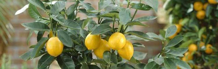 如何栽培健康的柠檬树（从选择品种到日常养护，全面指南帮你轻松种出新鲜柠檬）