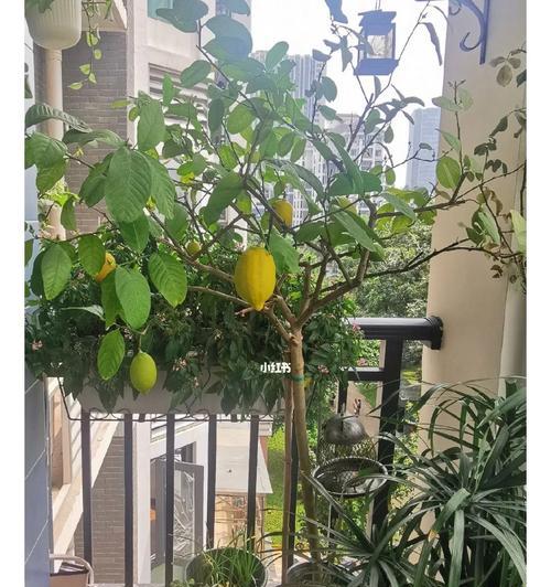 如何栽培健康的柠檬树（从选择品种到日常养护，全面指南帮你轻松种出新鲜柠檬）