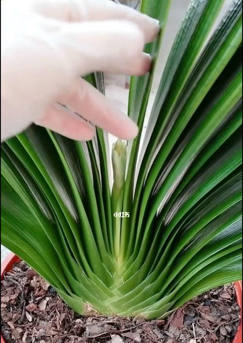 君子兰快速开花的方法（科学护理让君子兰花期提前）