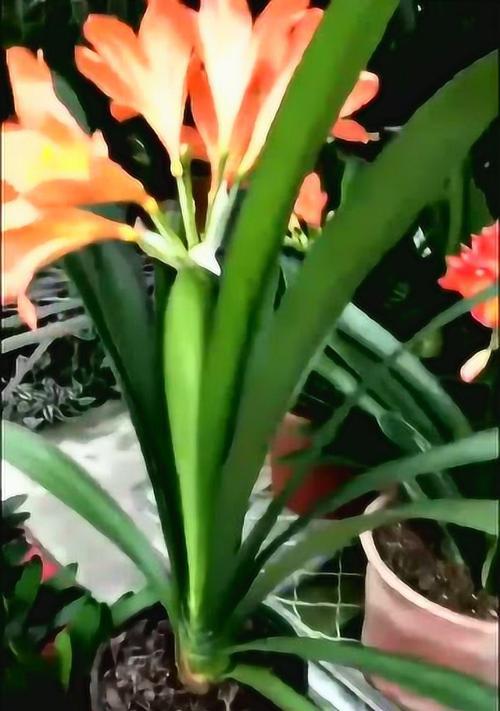 君子兰快速开花的方法（科学护理让君子兰花期提前）