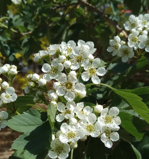 探究山楂树的特点（了解山楂树的树形、叶子、花朵、果实等特征）