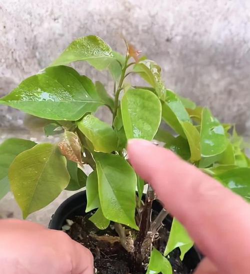 从花苞到绽放（培养健康的三角梅，学会正确的修剪，让它绽放独特的美丽）