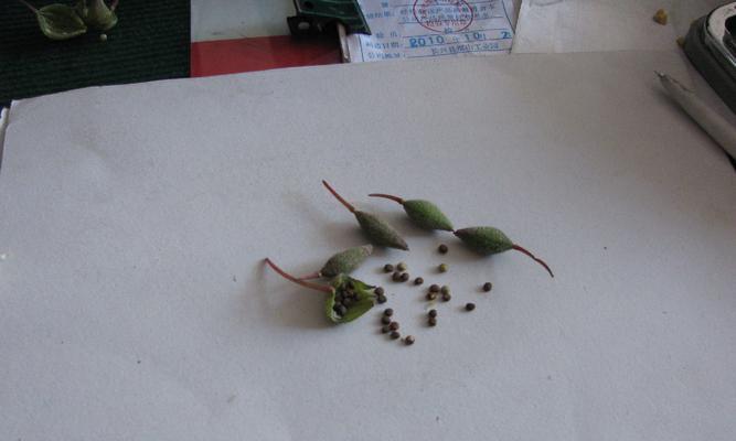 如何传播凤仙花的种子？（掌握这些方法，让你的凤仙花无限繁衍！）