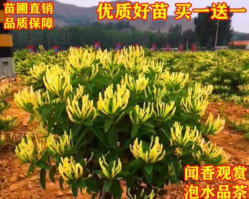 金银花移栽的时间和方法（如何让金银花移栽存活率更高？）