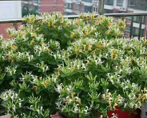 金银花移栽的时间和方法（如何让金银花移栽存活率更高？）