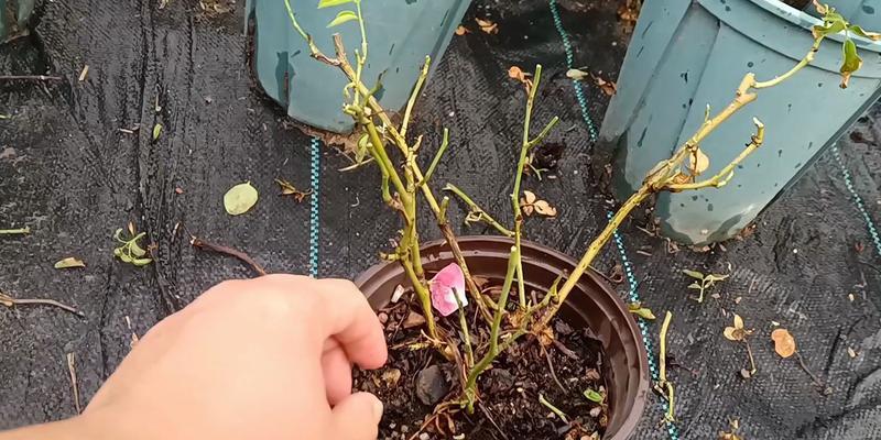 月季花换盆后如何晒太阳？（让你的月季花健康成长，享受阳光的滋润）