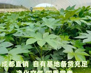 八角树在北方的种植与管理（北方气候下八角树种植的注意事项与技巧）