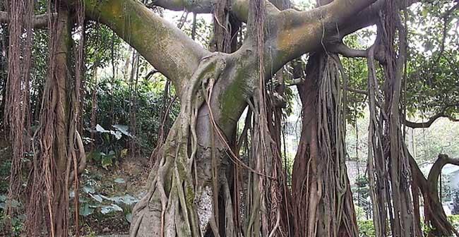 榕树栽培方法详解（打造美丽庭院，从榕树开始）