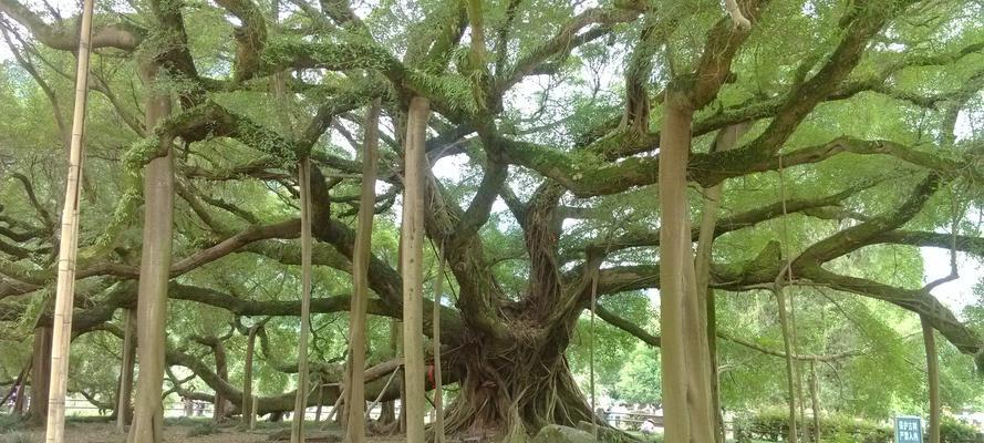 榕树栽培方法详解（打造美丽庭院，从榕树开始）