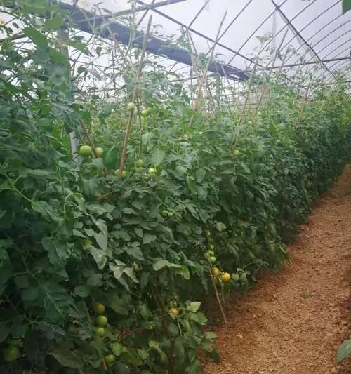 番茄的种植与管理（掌握番茄栽培技术，打造高产优质果实）