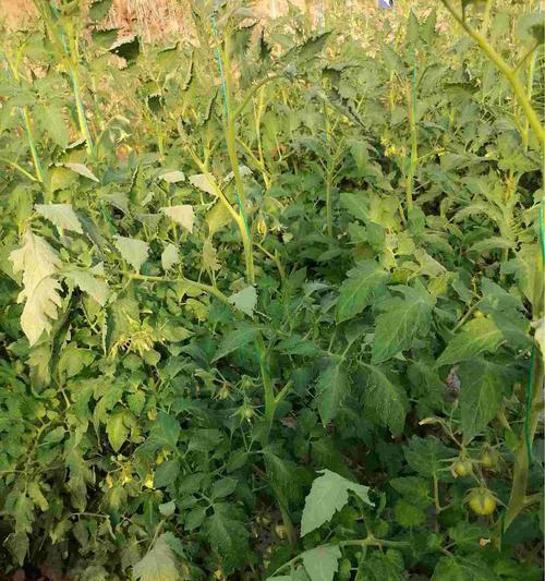 番茄的种植与管理（掌握番茄栽培技术，打造高产优质果实）