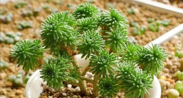 多肉植物种植全攻略（从入门到精通，成为多肉达人！）