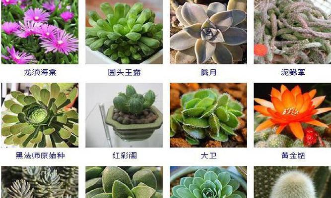 多肉植物种植全攻略（从入门到精通，成为多肉达人！）