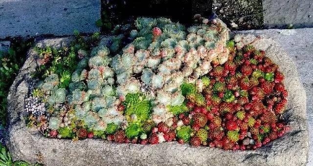 多肉植物种植全攻略（从入门到精通，成为多肉达人！）