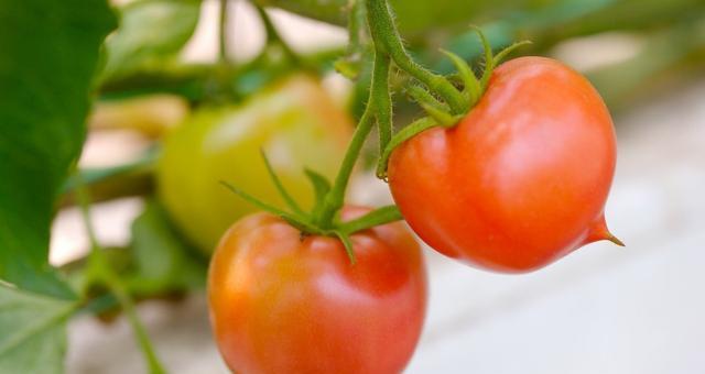 种西红柿的步骤和注意事项（从选种到收获，教你成功种植西红柿）