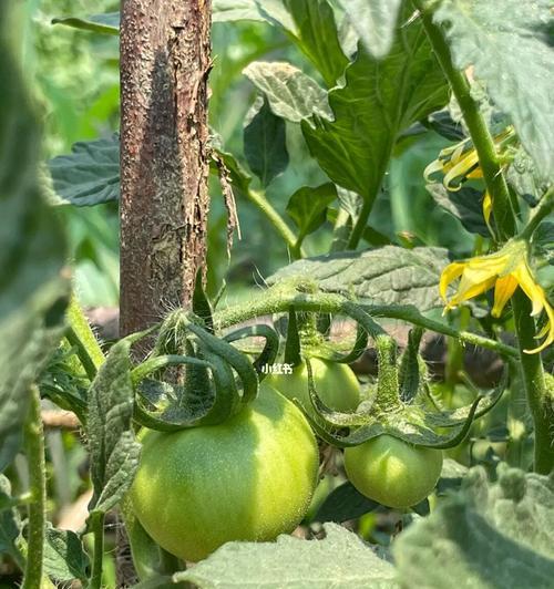 种西红柿的步骤和注意事项（从选种到收获，教你成功种植西红柿）