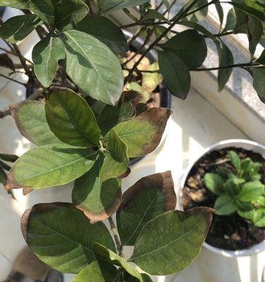如何拯救栀子花叶子发黄干枯的问题？（萎靡不振的花园，怎么办？——以栀子花为例。）