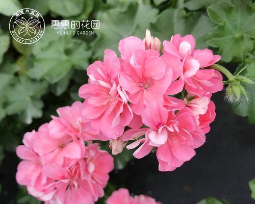 天竺葵花的养殖方法（打造美丽园林的秘密/天竺葵花的种类及用途）