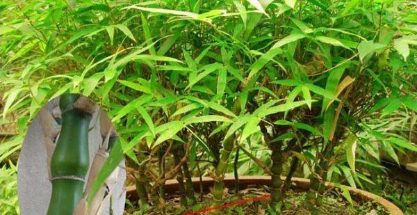 节节高竹子的养殖技巧（打造自家生态环境——节节高竹子的养护方法）