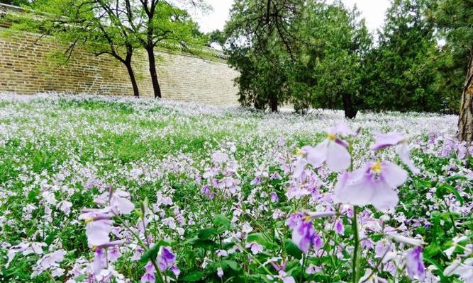 种植二月兰，发芽时间短（探究二月兰种子发芽的关键因素）