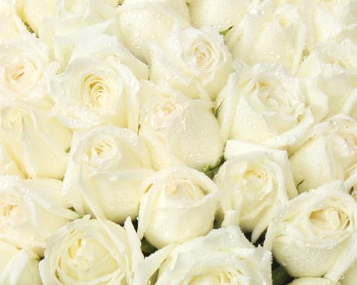 白玫瑰的花语（11朵白玫瑰的花语含义与传达方式）
