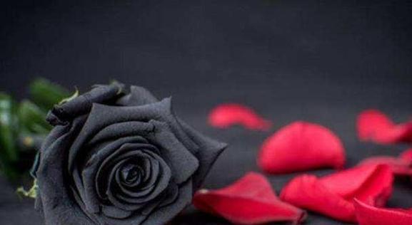 11朵玫瑰花语的含义——浪漫、承诺与祝福（传递真挚情感的一束玫瑰）
