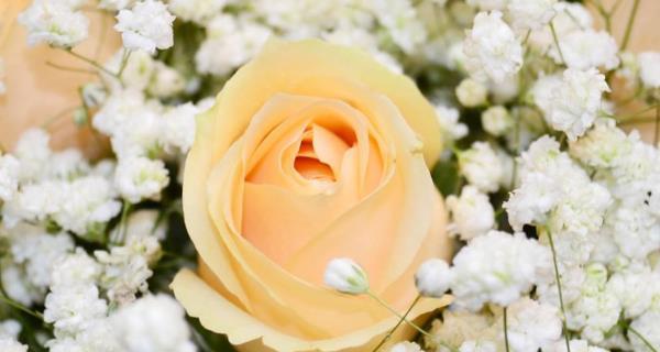 11朵玫瑰花语的含义——浪漫、承诺与祝福（传递真挚情感的一束玫瑰）