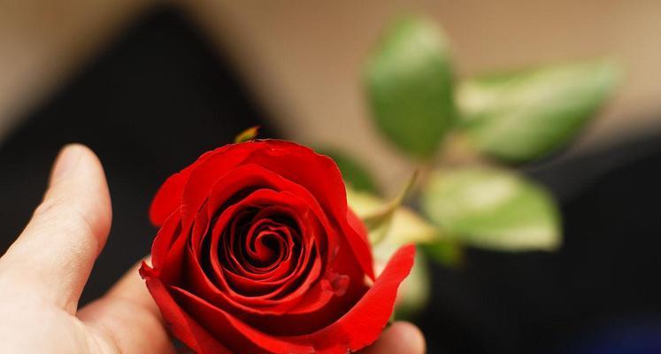 18朵玫瑰的象征意义与传说（玫瑰花语之美丽的隐喻与心意）