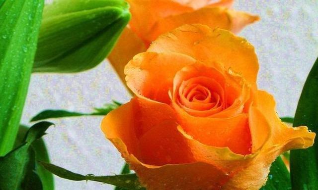 18朵玫瑰的寓意与花语解读（传递爱与祝福的鲜花语言）