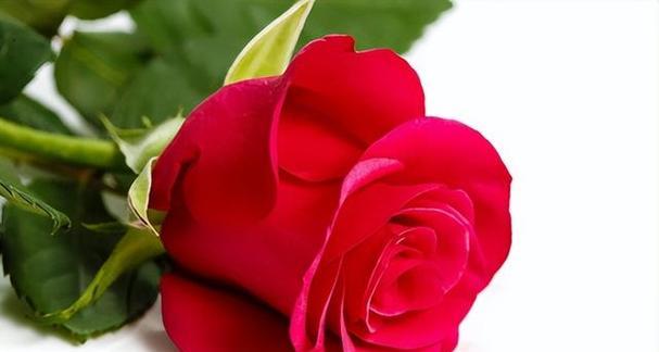 19朵玫瑰的深刻寓意（玫瑰花的象征意义及传递的情感）