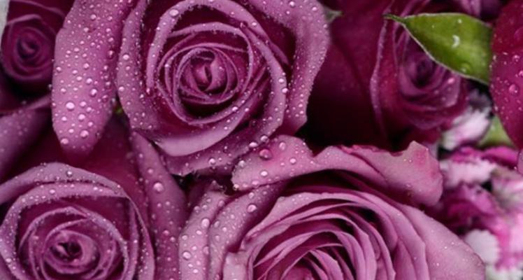 21朵玫瑰的花语（爱情的誓言与情感的绽放）